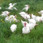 Organic, Pasture-raised Turkey